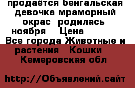 продаётся бенгальская девочка(мраморный окрас).родилась 5ноября, › Цена ­ 8 000 - Все города Животные и растения » Кошки   . Кемеровская обл.